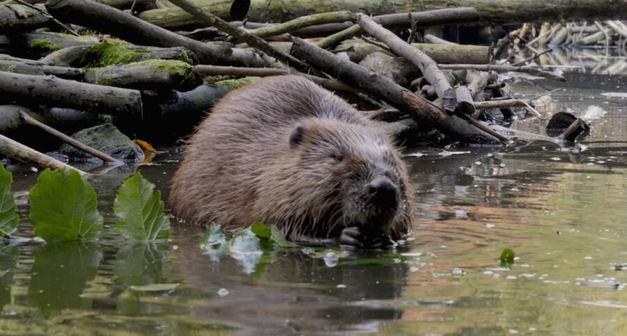 Biesbosch: Boat Cruise through National Park - Understanding the commentary