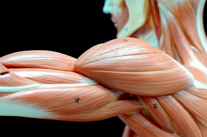 Body Worlds Amsterdam Admission Ticket - What Body Worlds Amsterdam actually shows