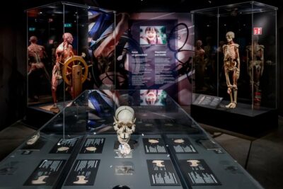 Body Worlds Amsterdam Admission Ticket