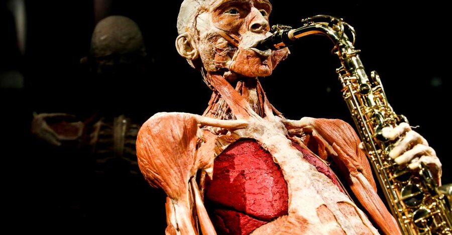 Body Worlds Amsterdam: The Happiness Project Ticket - What Body Worlds Amsterdam is really showing you