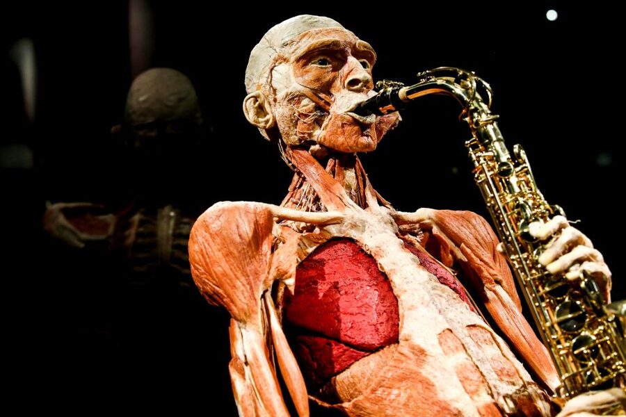 Body Worlds Amsterdam: The Happiness Project Ticket - The anatomy displays, from whole bodies to fine detail