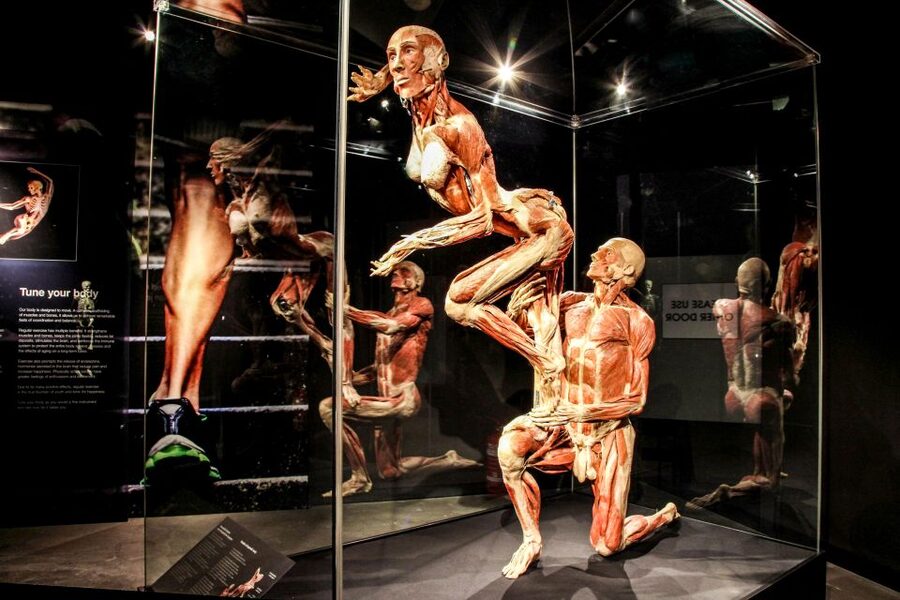 Body Worlds Amsterdam: The Happiness Project Ticket - Interactive stations and the InBody Scan