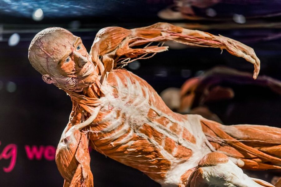 Body Worlds Amsterdam: The Happiness Project Ticket - The message about happiness, health, and daily choices
