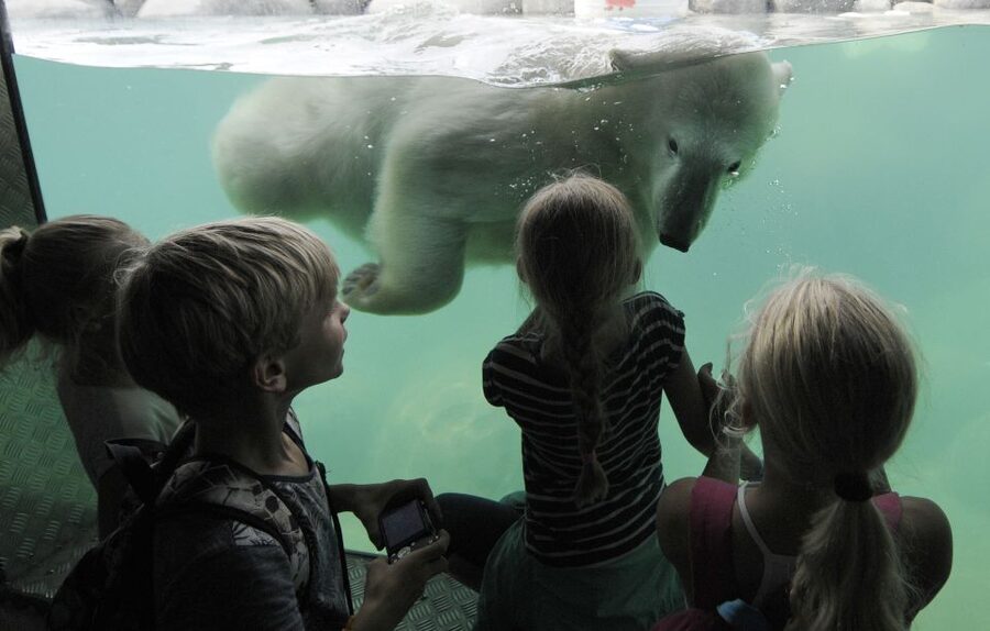 Emmen: Wildlands Adventure Zoo and Rimbula River Boat Ride - Wildlands highlights at a glance