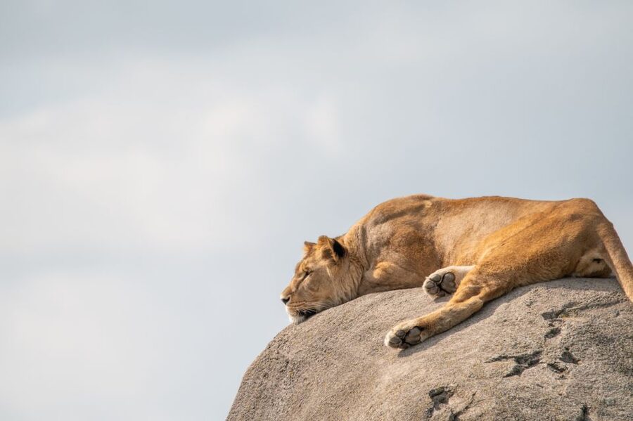 Emmen: Wildlands Adventure Zoo and Rimbula River Boat Ride - Practical planning for your day