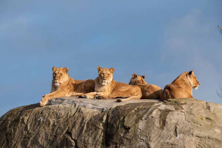 Emmen: Wildlands Adventure Zoo and Rimbula River Boat Ride - Start with butterflies in Jungola