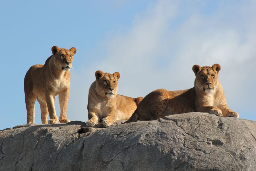 Emmen: Wildlands Adventure Zoo and Rimbula River Boat Ride - Meet polar bears and penguins in Nortica