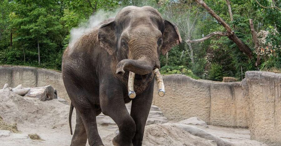 Emmen: Wildlands Adventure Zoo and Rimbula River Boat Ride - Food, rest stops, and the cost of a full day
