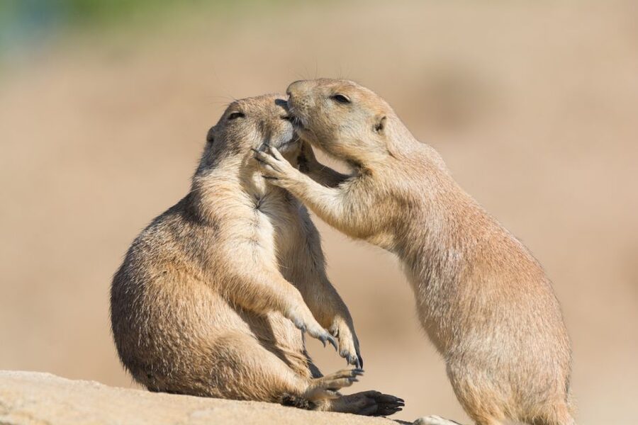 Emmen: Wildlands Adventure Zoo and Rimbula River Boat Ride - Who will enjoy Wildlands most