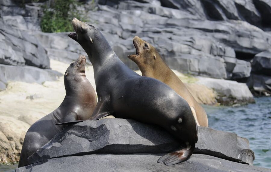 Emmen: Wildlands Adventure Zoo and Rimbula River Boat Ride - Ride the Rimbula River beside elephants