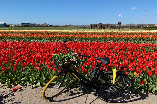 Enjoy the tulip fields by bicycle with a local guide! Tulip bike tour! - Why a bicycle is the right way to see the bulb region