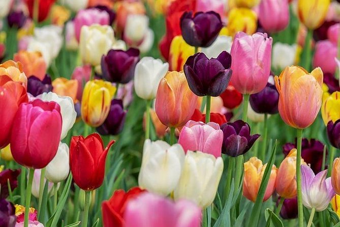 Enjoy the tulip fields by bicycle with a local guide! Tulip bike tour! - Sint Agathakerk and the story of Lisse