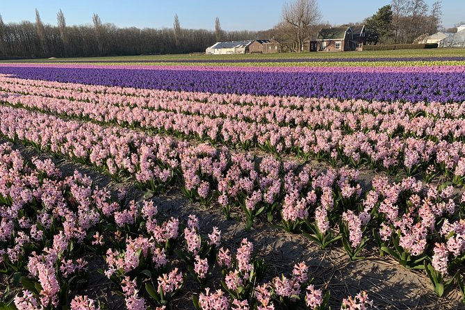 Enjoy the tulip fields by bicycle with a local guide! Tulip bike tour! - A short look at Lisse’s center