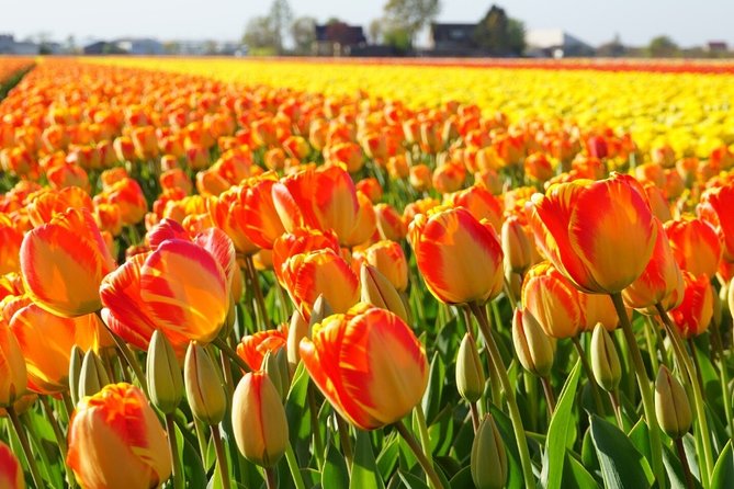 Enjoy the tulip fields by bicycle with a local guide! Tulip bike tour! - Coffee and flowers at De Tulperij