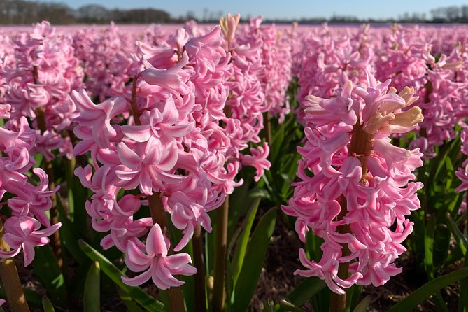 Enjoy the tulip fields by bicycle with a local guide! Tulip bike tour! - Cycling past Keukenhof Castle