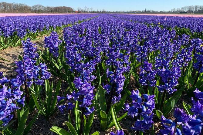 Enjoy the tulip fields by bicycle with a local guide! Tulip bike tour! - How the ride feels on the road