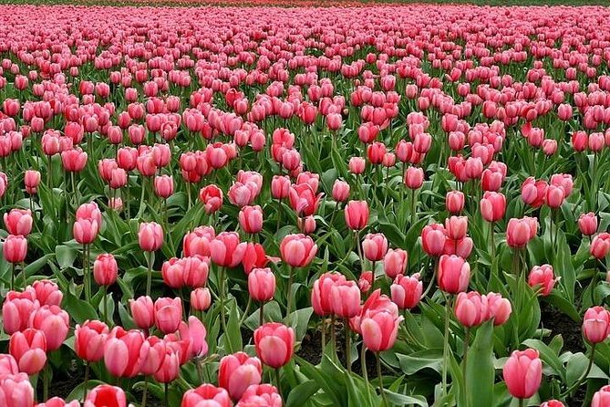 Enjoy the tulip fields by bicycle with a local guide! Tulip bike tour! - Starting in Lisse at Restaurant Hanami