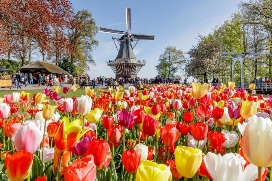 From Amsterdam: Keukenhof and Dutch Countryside Tour - How the transport and group size affect the day