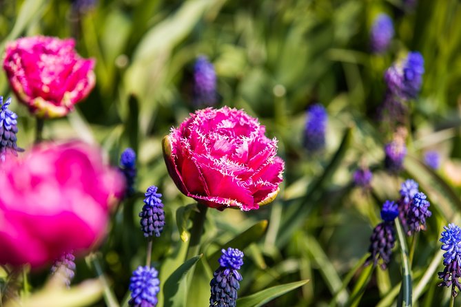 From Amsterdam: Keukenhof Gardens Ticket and Transfer - Is the $41.51 price good value?