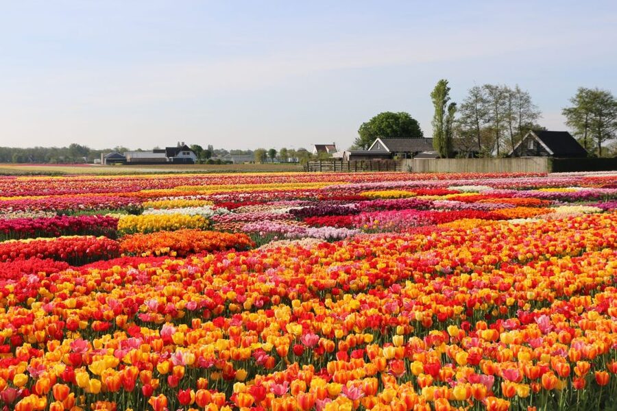 From Amsterdam: Keukenhof Gardens & Tulip Experience Tour - The short transfer to Keukenhof