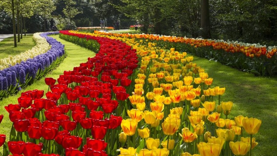 From Amsterdam: Keukenhof Gardens & Tulip Experience Tour - The best season and the flower gamble