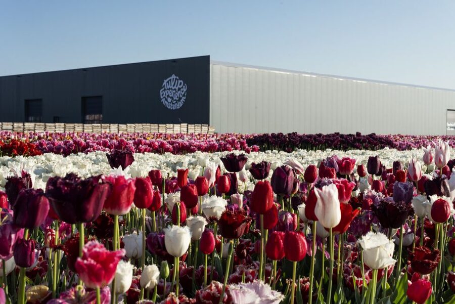 From Amsterdam: Keukenhof Gardens & Tulip Experience Tour - Who will enjoy this day trip most?