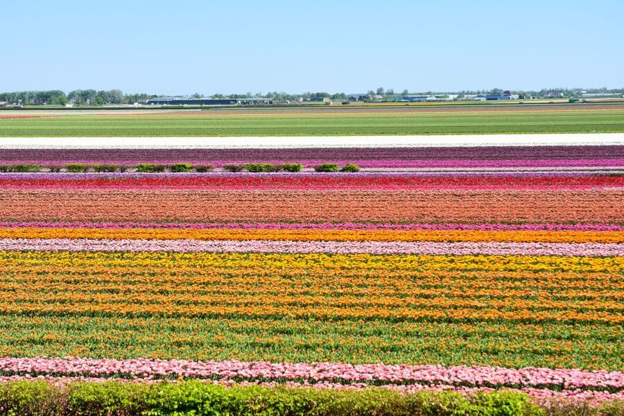 From Amsterdam: Keukenhof Gardens & Tulip Experience Tour - Inside the family-run Tulip Experience