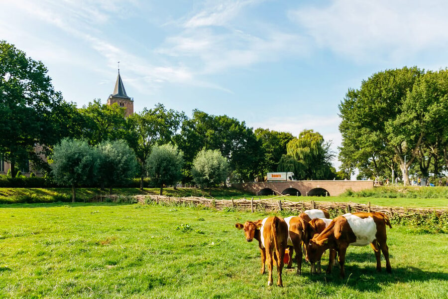 From Amsterdam: Zaanse Schans, Edam, & Marken Full-Day Trip - Transport, meeting points, and the optional cruise