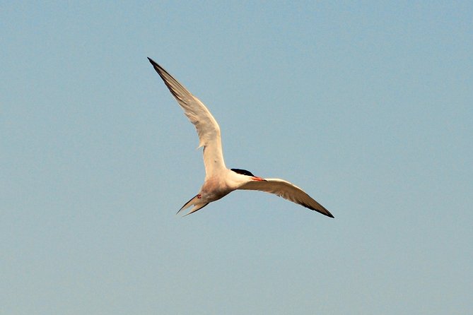 Full day tour to Texel - Friesian Islands - from Amsterdam - Why Texel makes a worthwhile day away from Amsterdam