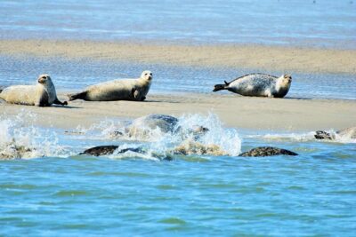 Full day tour to Texel – Friesian Islands – from Amsterdam