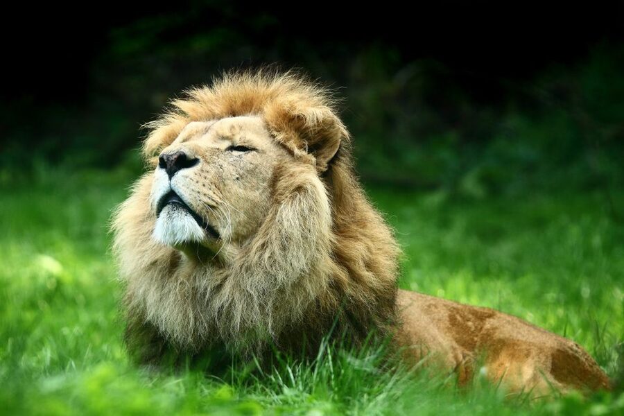 GaiaZOO Entry Ticket - Limburg animals closer to home