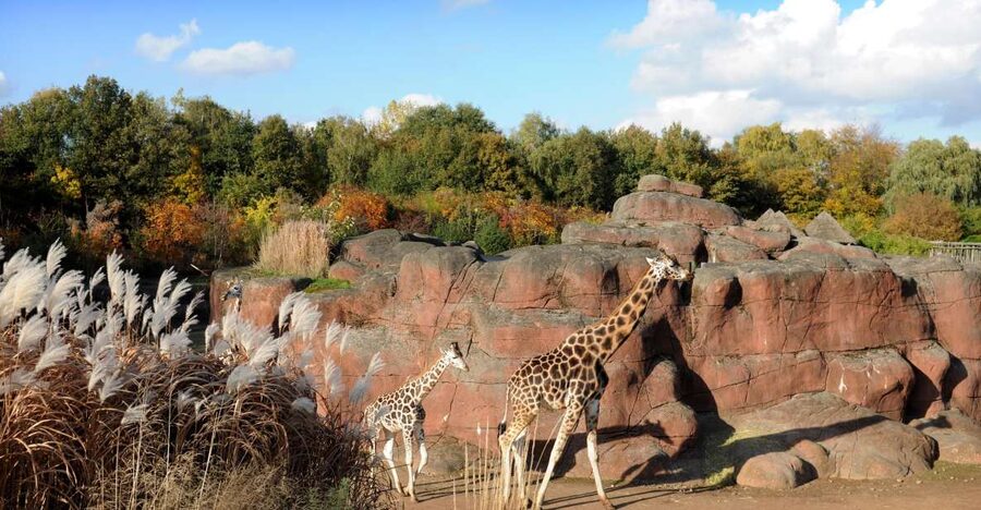 GaiaZOO Entry Ticket - Taking a break at the Savanna Lodge