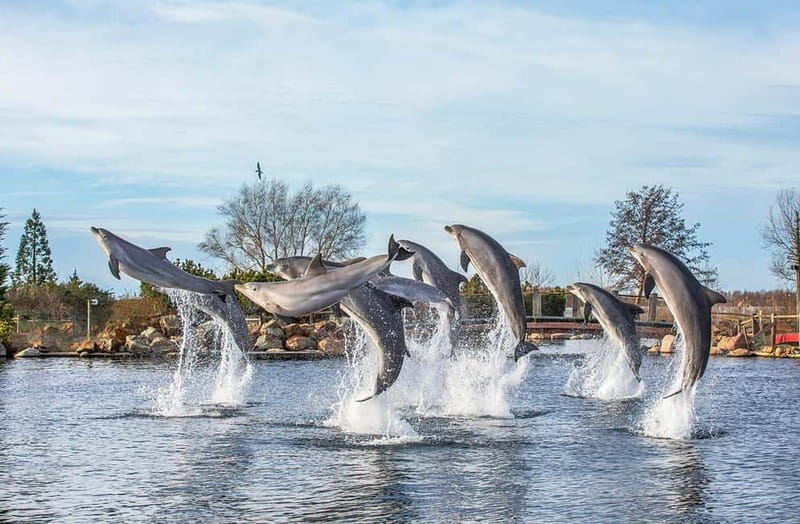 Harderwijk: Dolfinarium Entry Ticket - Key points to know before you go