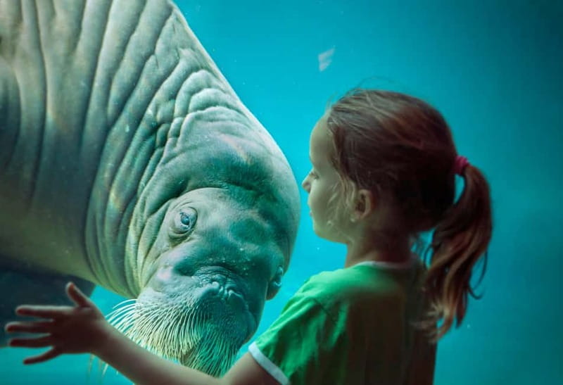 Harderwijk: Dolfinarium Entry Ticket - Four play areas for younger children