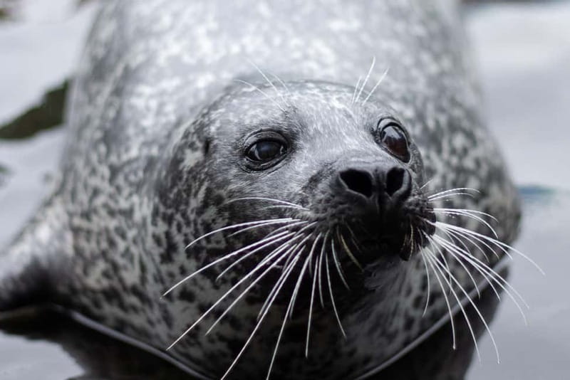 Harderwijk: Dolfinarium Entry Ticket - What the $28 ticket gives you