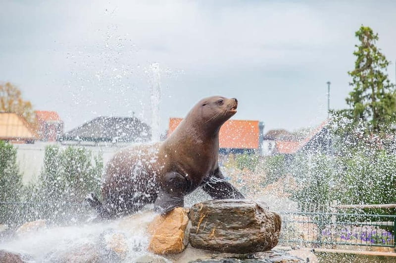 Harderwijk: Dolfinarium Entry Ticket - Should you book the Dolfinarium ticket?