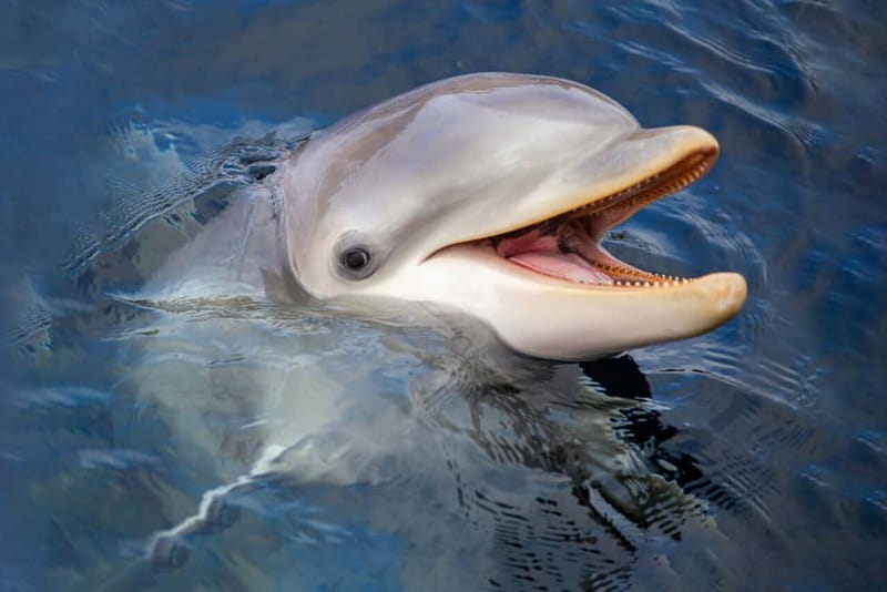 Harderwijk: Dolfinarium Entry Ticket - FAQ