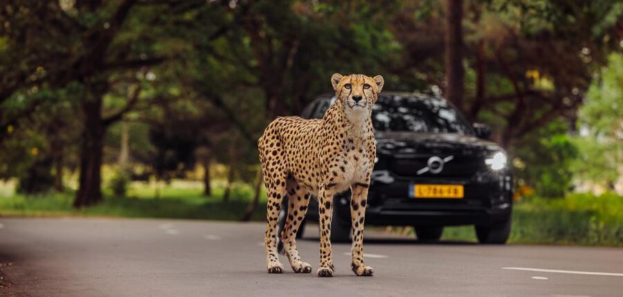 Hilvarenbeek: Safaripark Beekse Bergen Entry Ticket - Key points to know before you go