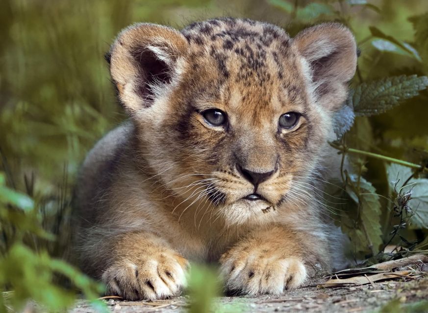 Hilvarenbeek: Safaripark Beekse Bergen Entry Ticket - Who will enjoy Beekse Bergen most?