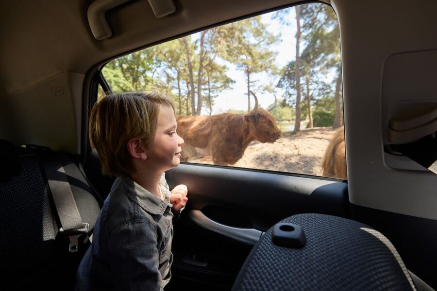 Hilvarenbeek: Safaripark Beekse Bergen Entry Ticket - A safari park with three ways to see the animals