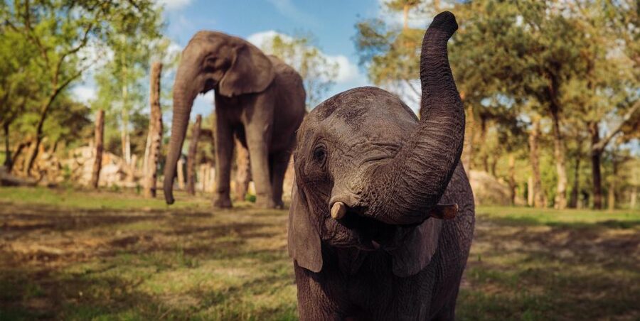 Hilvarenbeek: Safaripark Beekse Bergen Entry Ticket - Car safari: freedom with a clear warning