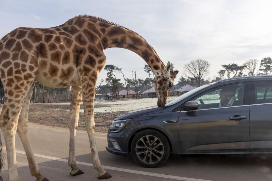Hilvarenbeek: Safaripark Beekse Bergen Entry Ticket - What the animal mix means for your day