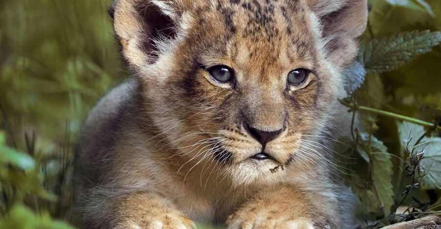 Hilvarenbeek: Safaripark Beekse Bergen Entry Ticket - Food, comfort, and what to bring