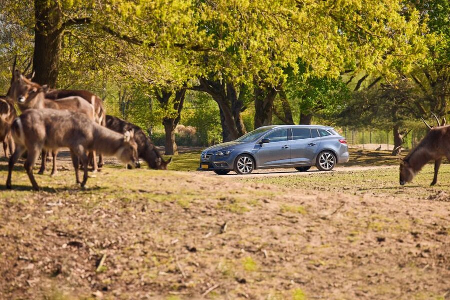 Hilvarenbeek: Safaripark Beekse Bergen Entry Ticket - Walking safari: the best first look