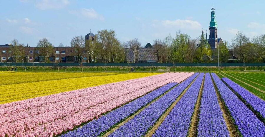 Keukenhof: Flower Fields Small-Group Cultural Bike Tour - The Tulip Experience Amsterdam visit