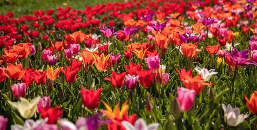 Keukenhof: Flower Fields Small-Group Cultural Bike Tour - Who should book this tour