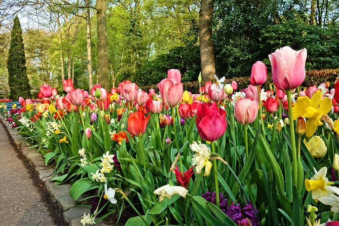 Keukenhof Gardens and Tulips Private Tour from Amsterdam - Private Mercedes Transport and Hotel Pickup