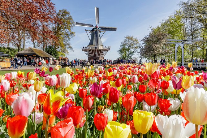 Keukenhof Gardens & Tulip Experience Tour from Amsterdam - Two sides of Dutch tulip country