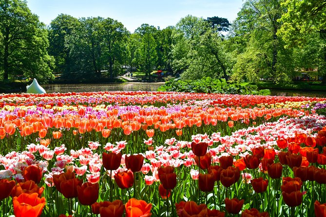 Keukenhof Gardens & Tulip Experience Tour from Amsterdam - Choosing the best date for flower conditions