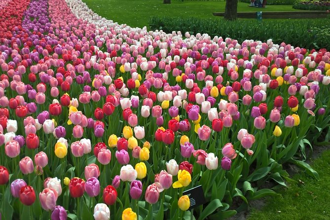 Keukenhof's Tulips and Windmills Small-Group Tour from Amsterdam - Starting Near Amsterdam Centraal at 9:00